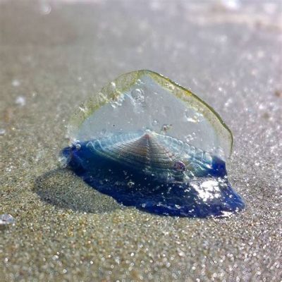 Vibrant Velella: Discover the Wonders of This Translucent Jellyfish!