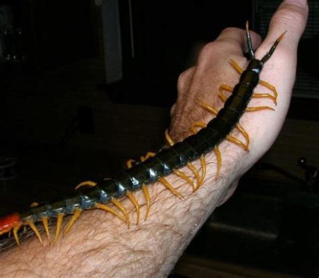  Vietnamese Centipede: Unearthing the Secrets of This Velvet-Smooth Giant!