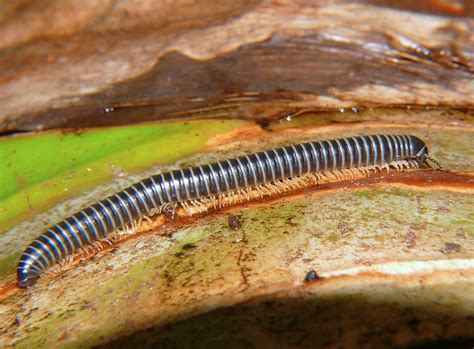  White-banded Millipede: A Landlubber With Legs for Days That Can Turn Into an Unassuming Houdini