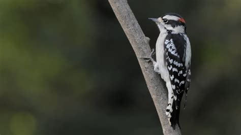  Woodpecker! A Feathered Marvel Known for Its Echolocation Abilities and Remarkable Drumming Skills