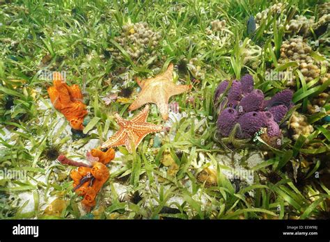  Woolly Sponge: A Colorful Underwater Cushion With Intricate Channels That Trap Tiny Organisms!