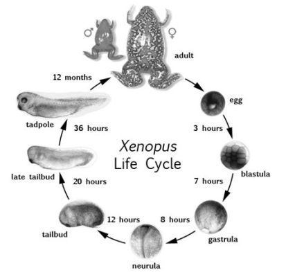 Xenopus! This Ancient Amphibian With Transparent Eggs Offers Fascinating Insights Into Vertebrate Development