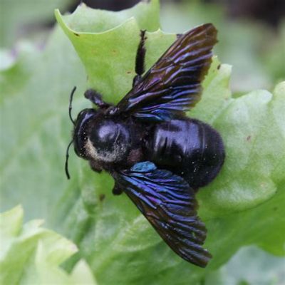  Xylocopa Violacea: A Buzzing Jewel Hiding in Plain Sight!