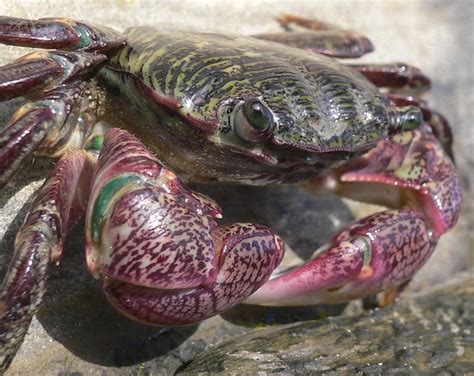  Yellow-Eyed Crab: This Colorful Crustacean is Both a Scavenger and a Stealthy Predator!