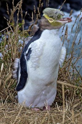  Yellow-Eyed Penguin - These Adorable Flightless Birds Are Known For Their Striking Yellow Eyes and Remarkable Swimming Abilities!