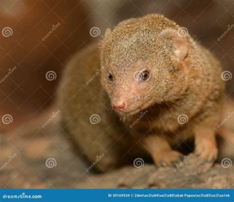  Yellow-Mongoose! A Curious Critter With a Stinky Defense Mechanism