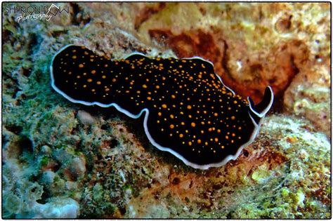  Yellow-Spotted Flatworm: Can This Tiny Creeping Creature Really Change Color?