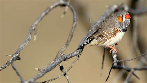  Zebra Finch: A Bird With A Surprisingly Complex Social Life!