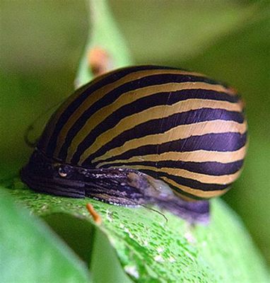  Zebra Nerite! A Tiny Mollusk With Stripes That Will Amaze You