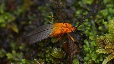 Zephyr Beetle! A Tiny Creature That Exhibits Remarkable Mimicry Skills And Can Be Found Thriving in Tropical Regions Across the Globe