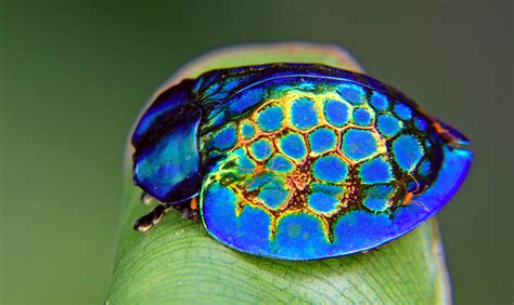  Zigzagging Zen Masters: Are Zephyrus Beetles Nature's Most Exquisite Dancers?